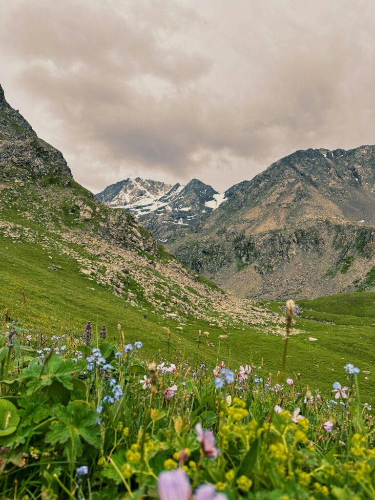 Explore the serene beauty of a vibrant alpine meadow framed by majestic, snow-capped mountains.